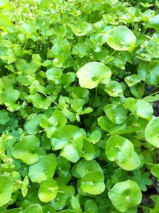 Miner's lettuce in my back yard