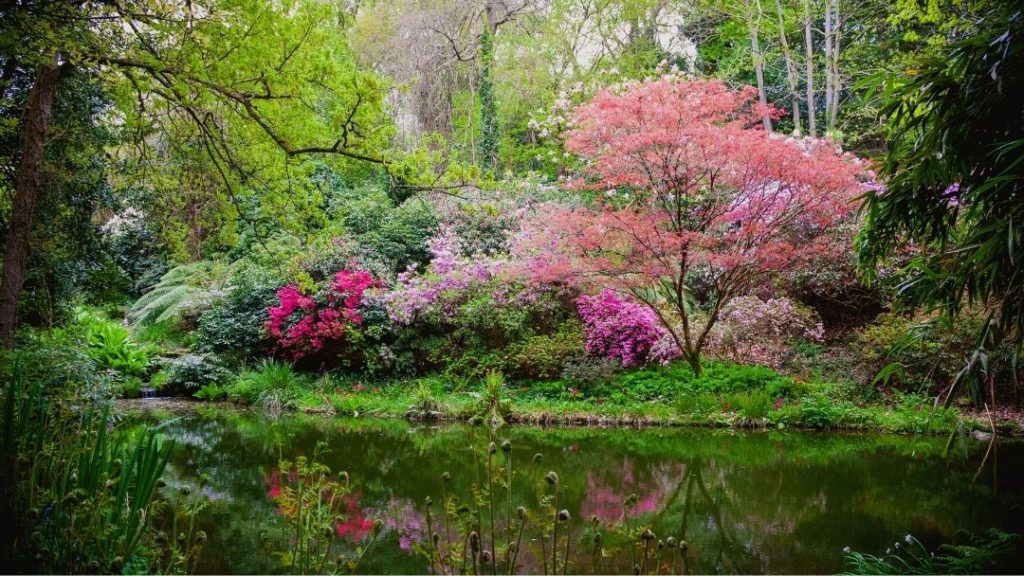Lush green garden with flowering trees reflecting into a pool