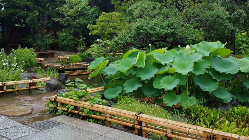 Lush green Zen tropical garden