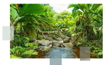 Lush tropical view of trees and a stream.