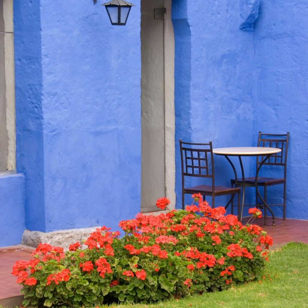 outdoor garden with a blue wall.